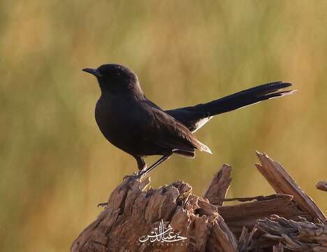 Image of Black Bush Robin