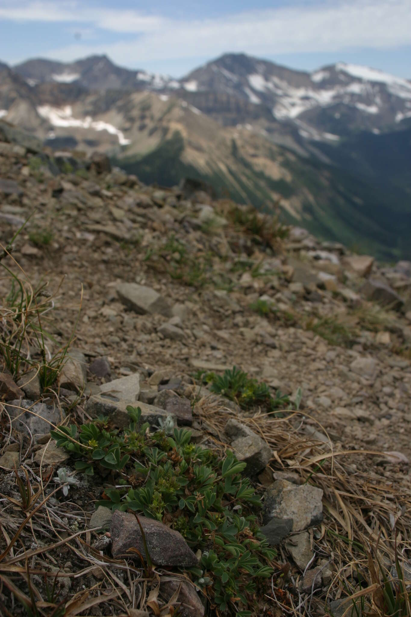 Imagem de Sibbaldia procumbens L.