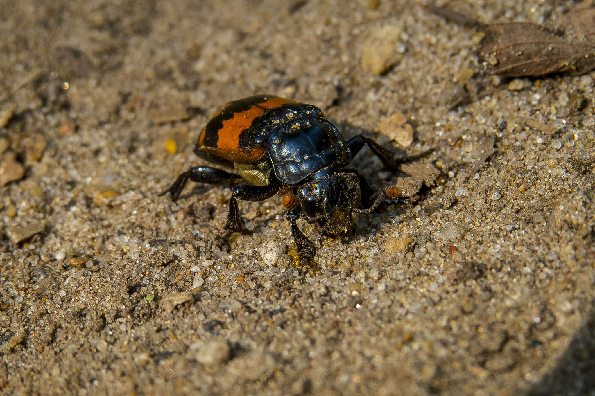 Image of Nicrophorus (Nicrophorus) investigator (Zetterstedt 1824)