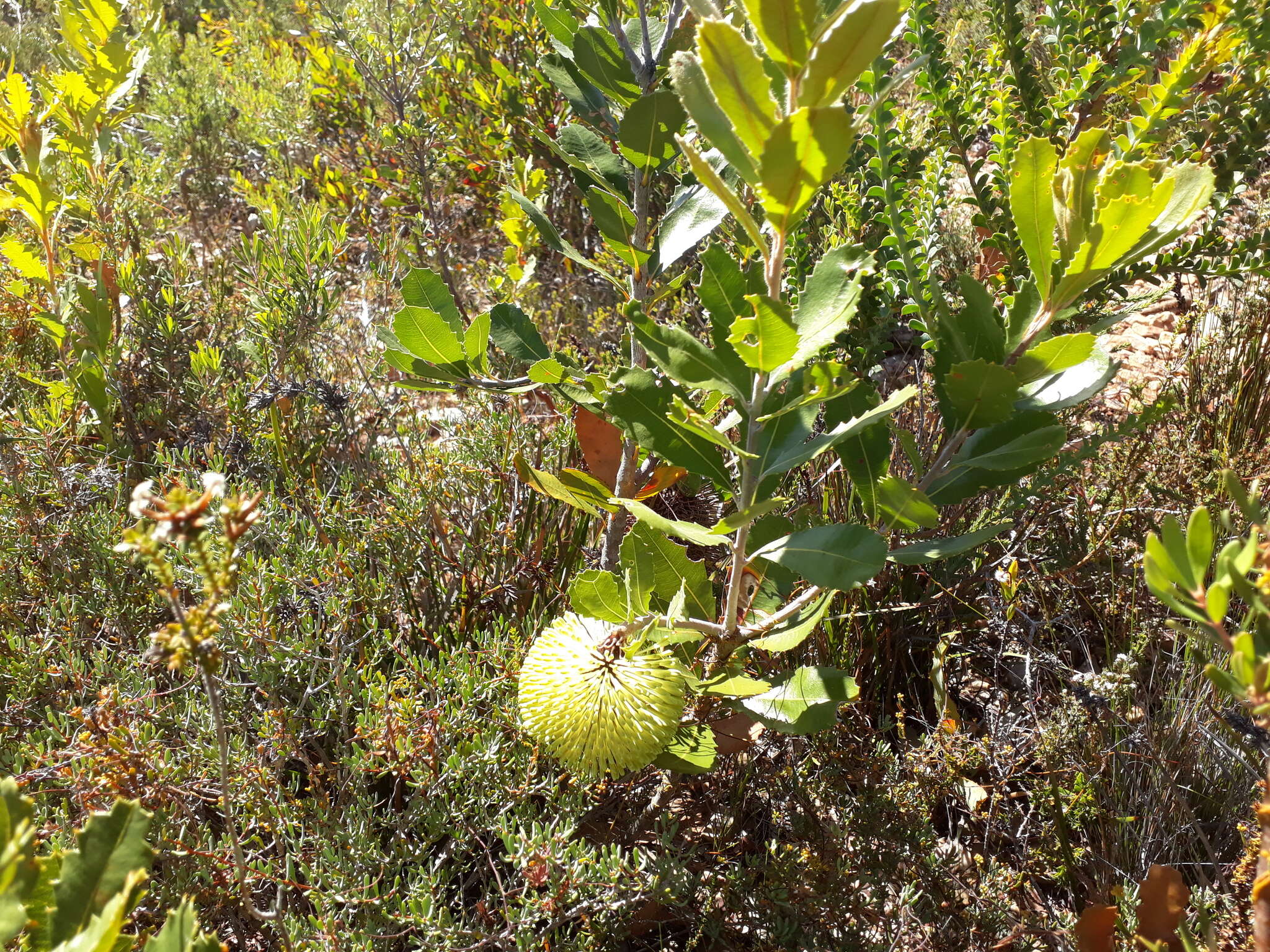 Image of Banksia lemanniana Meissn.