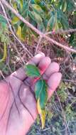 Plectaneia thouarsii Roem. & Schult.的圖片