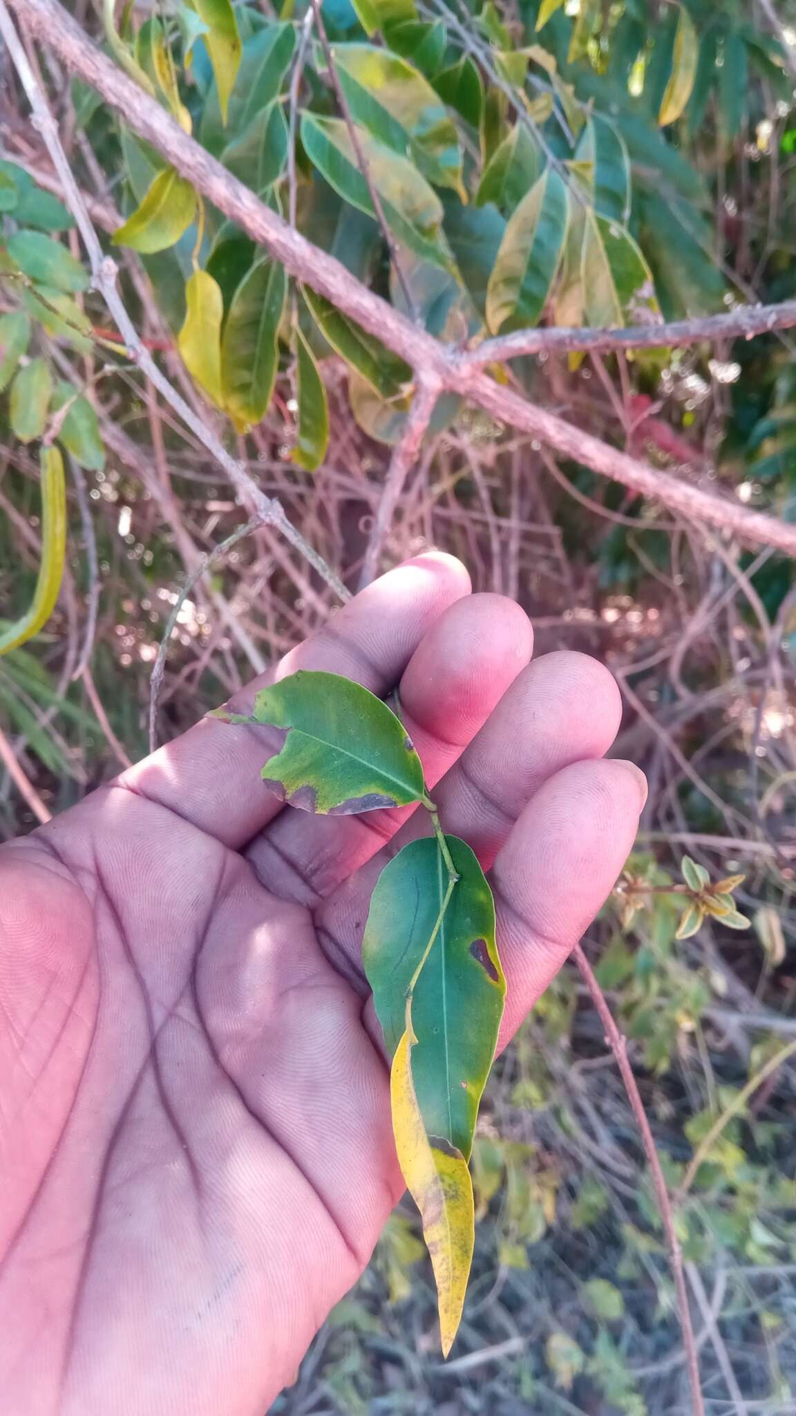 Image of Plectaneia thouarsii Roem. & Schult.