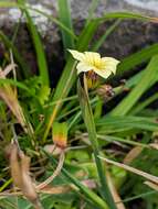 Image of Sisyrinchium pearcei Phil.