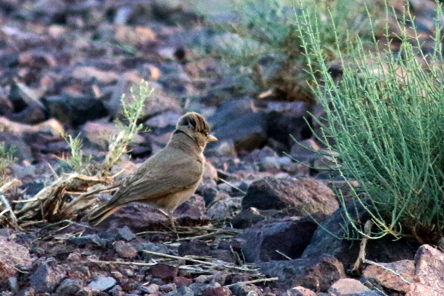 Image of Desert Lark