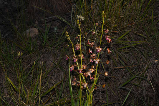 Image de Cyrtopodium brandonianum Barb. Rodr.