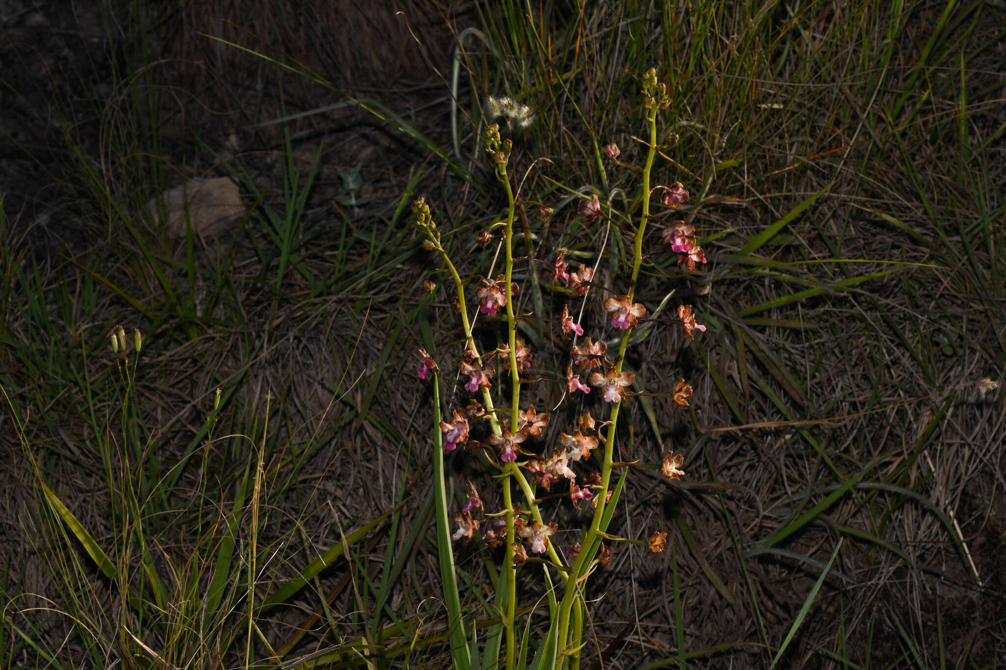 Image of Cyrtopodium brandonianum Barb. Rodr.