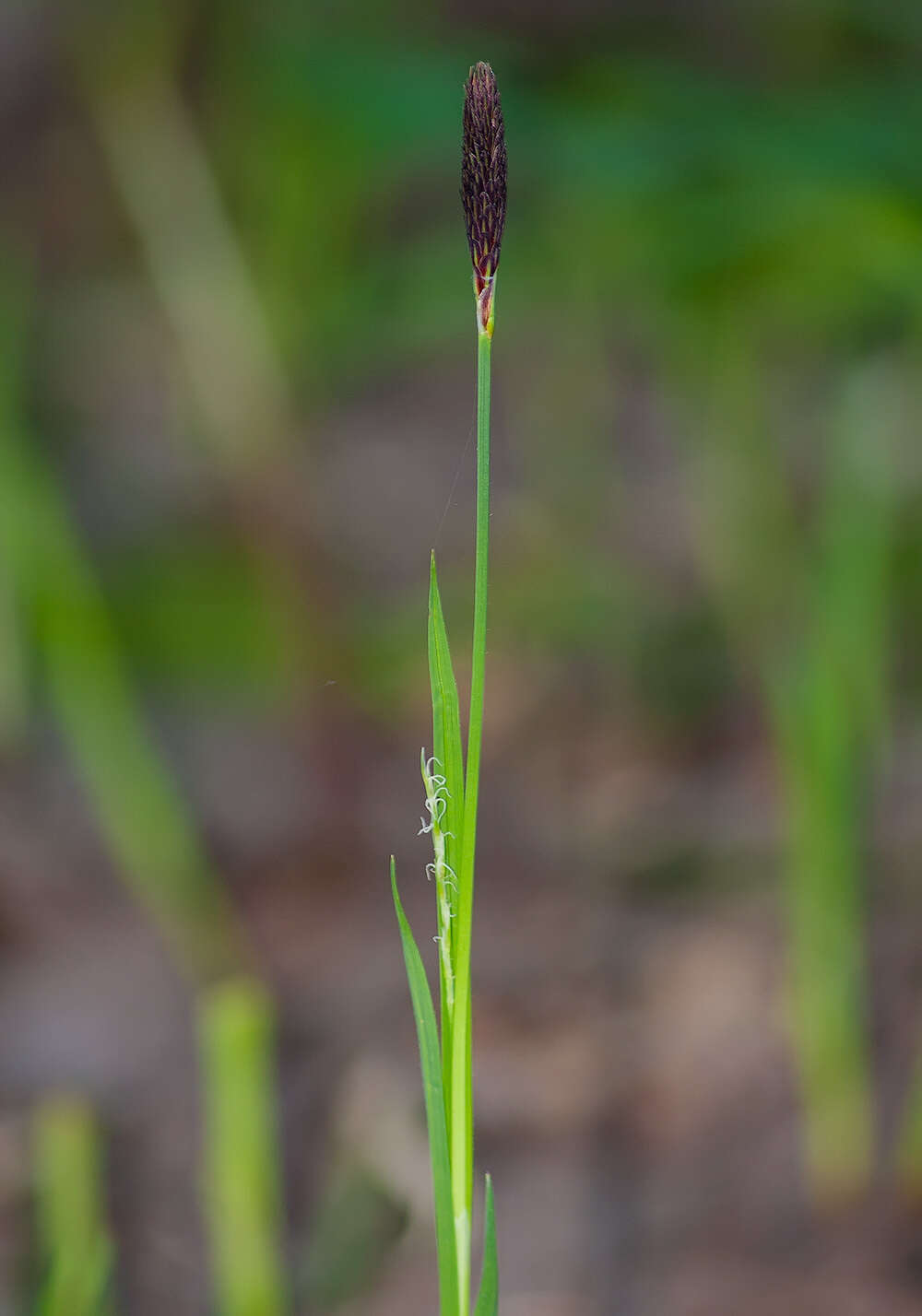 Image of Carex pilosa Scop.