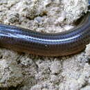Image of Brongersma's Worm Snake