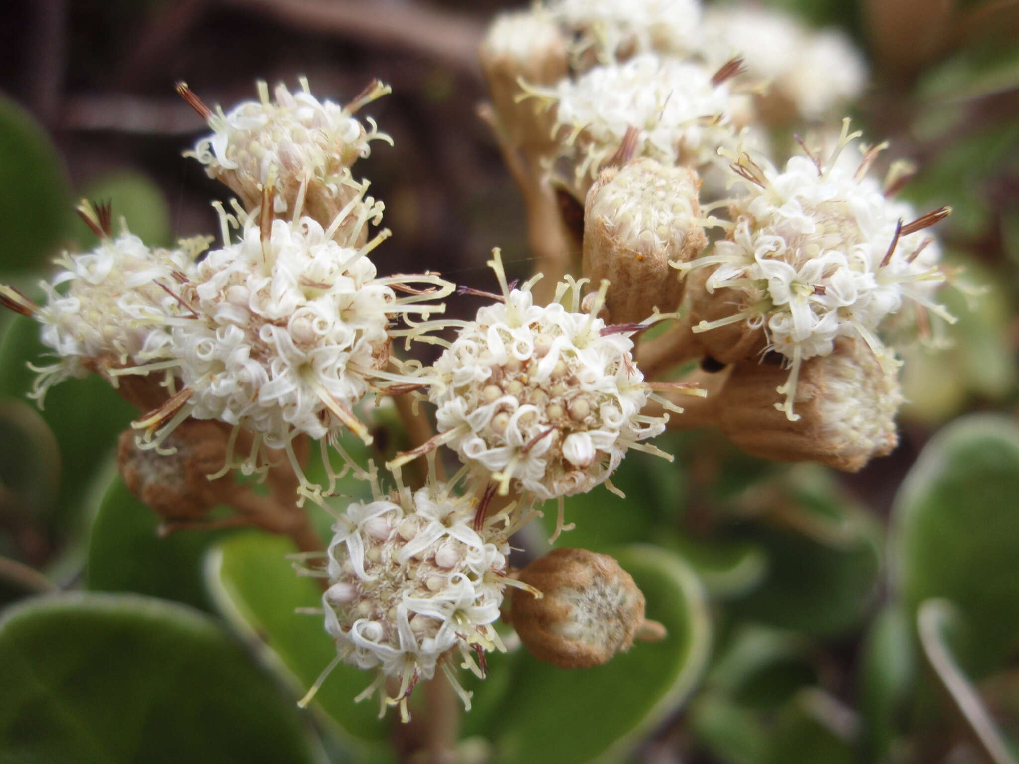 Image of <i>Brachyglottis <i>bidwillii</i></i> var. bidwillii