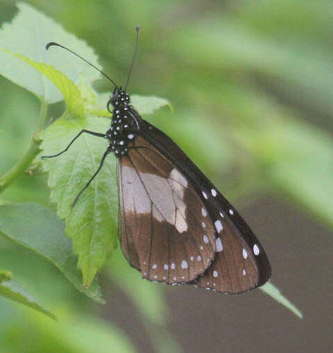 Plancia ëd Amauris albimaculata Butler 1875