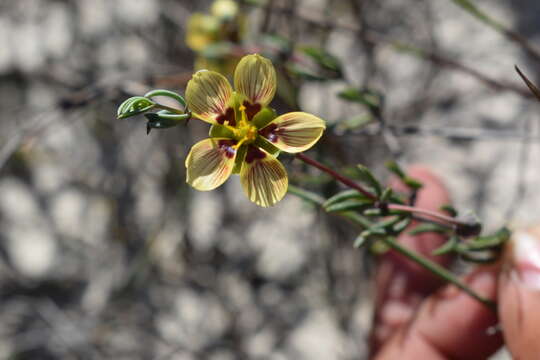 Image of Roepera spinosa (L.) Beier & Thulin