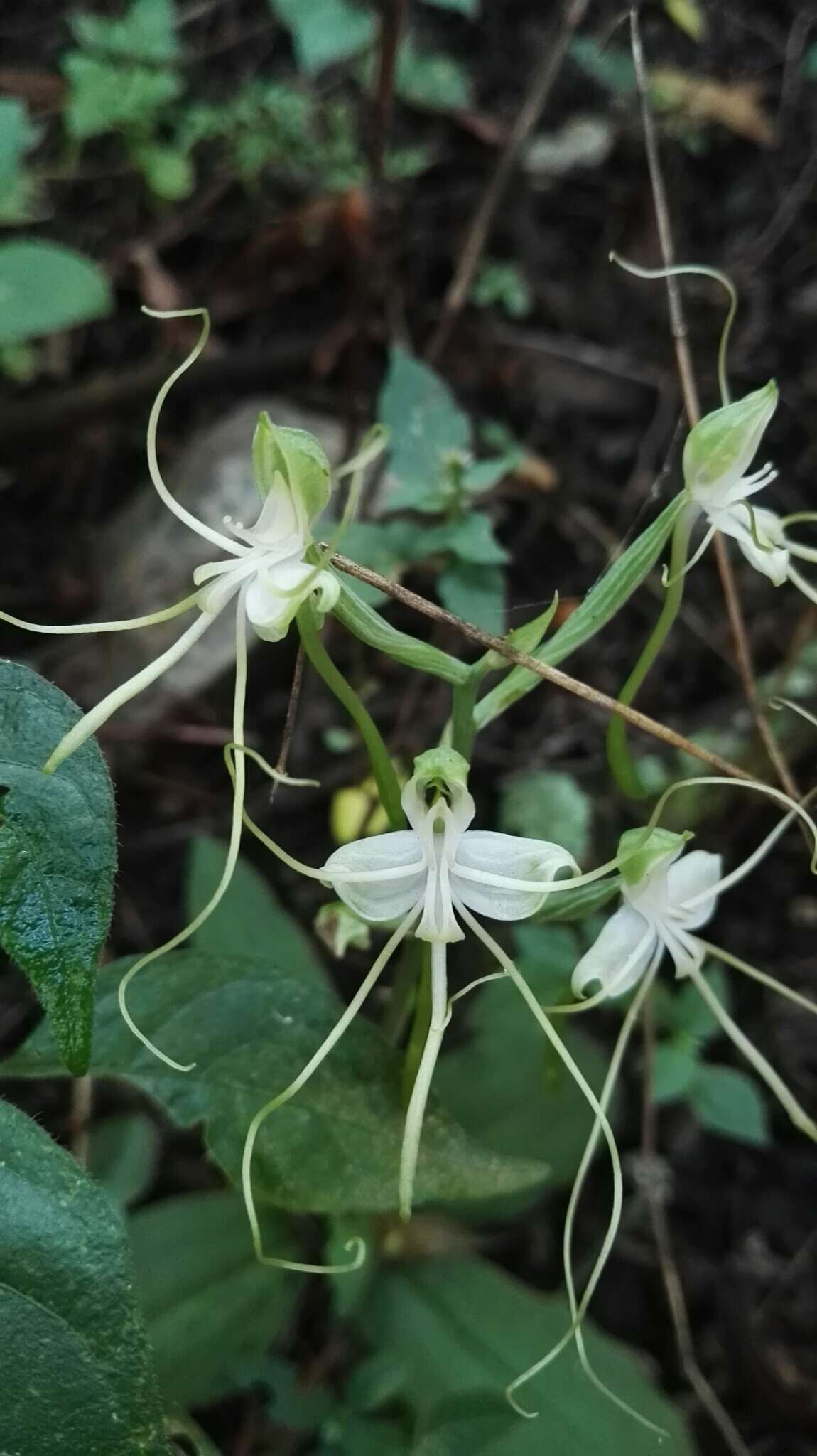 Bonatea polypodantha (Rchb. fil.) L. Bolus resmi