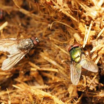 Image of Neomyia