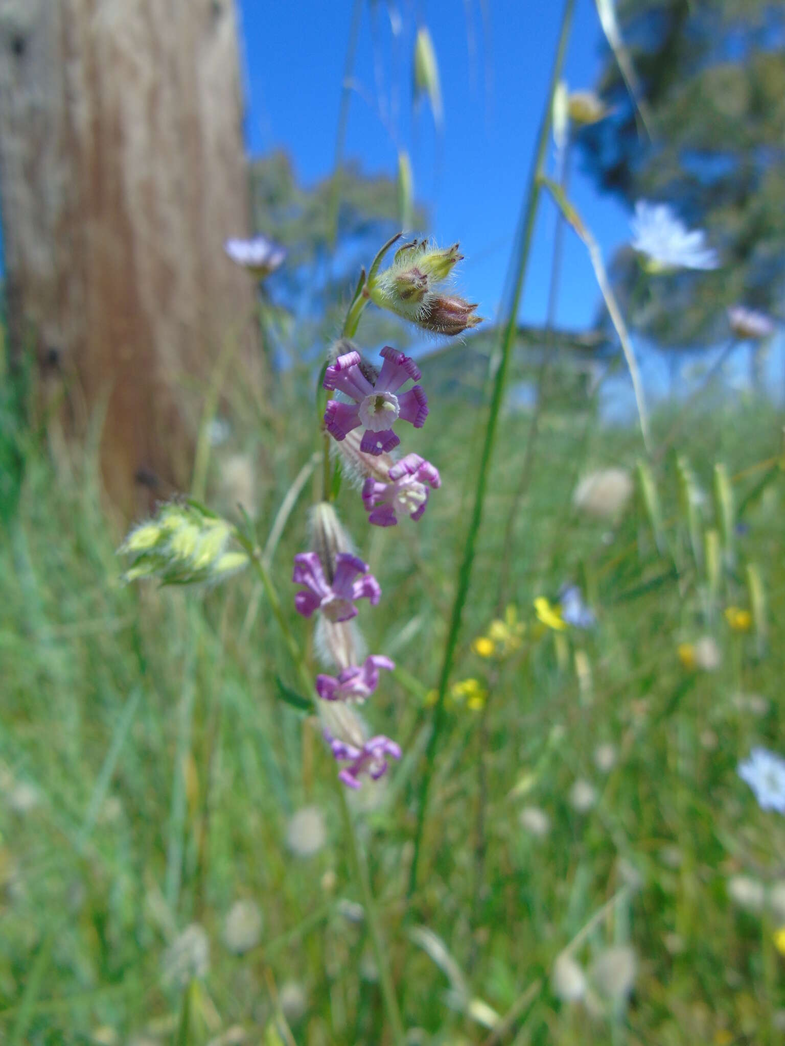 Imagem de Silene bellidifolia Jacq.