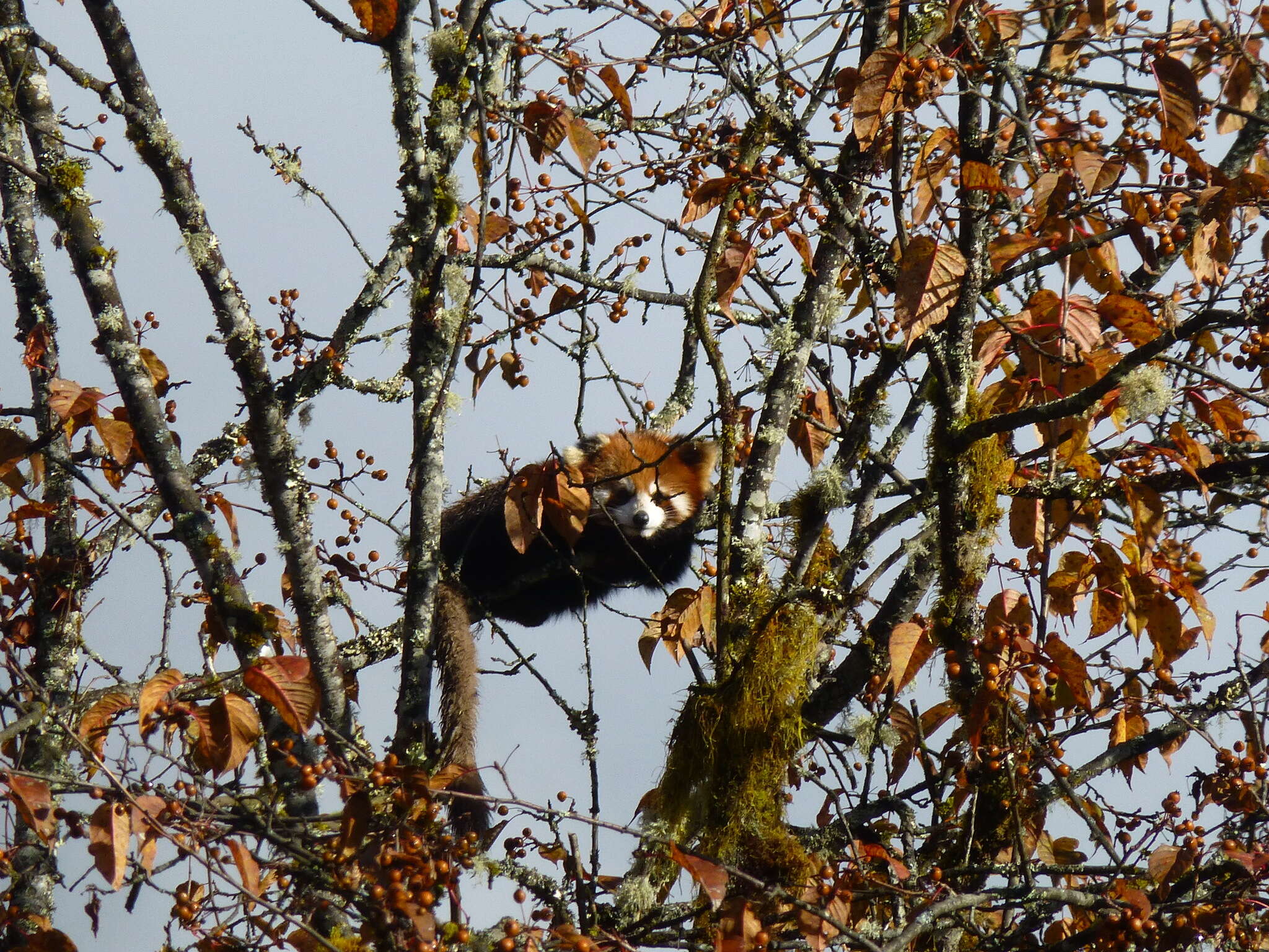 Imagem de Ailurus fulgens styani Thomas 1902