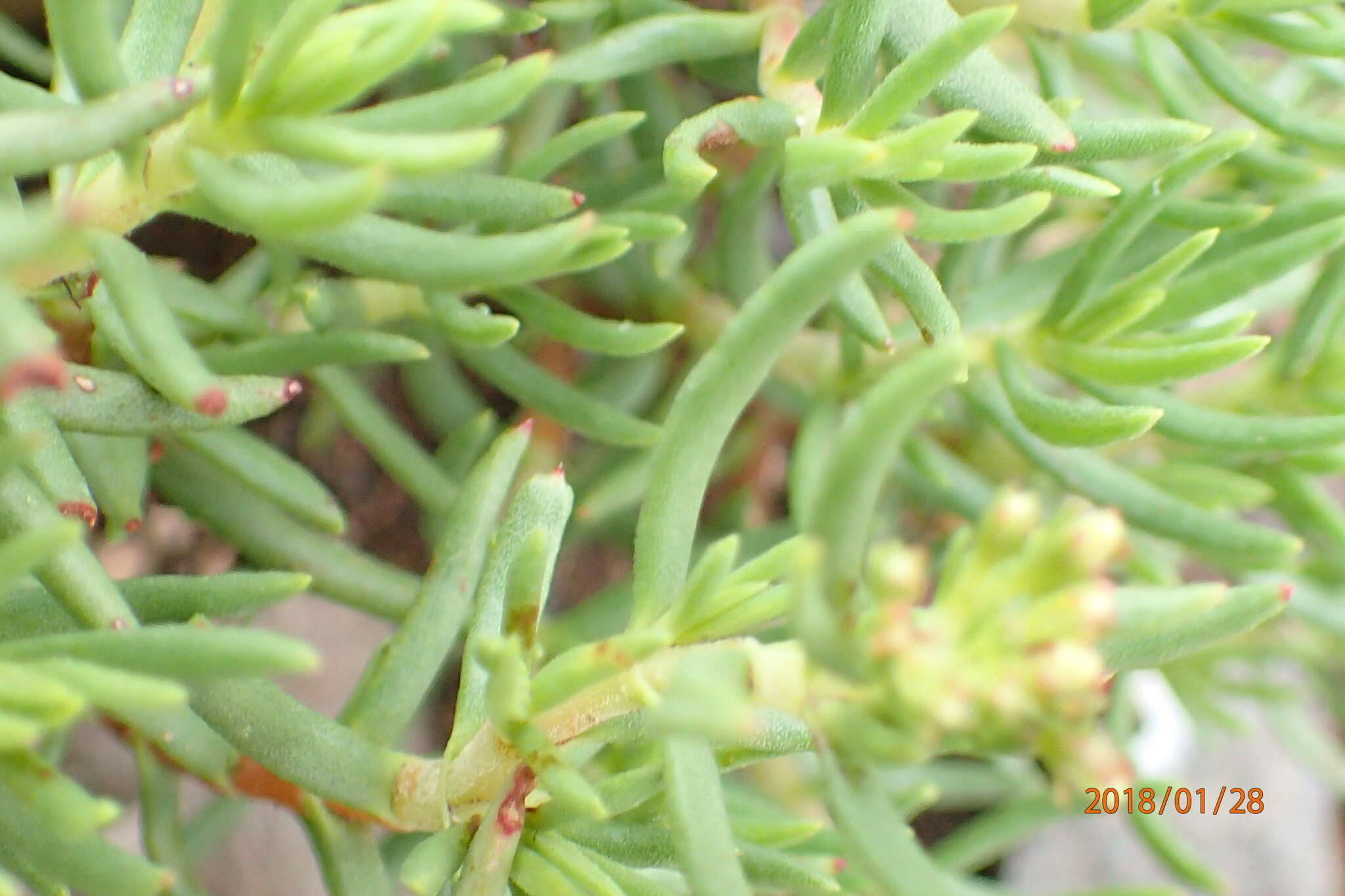 Image of Crassula sarcocaulis subsp. rupicola Tölken