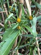 Image of purplestem beggarticks