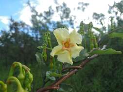 Imagem de Odontadenia hypoglauca (Stadelm.) Müll. Arg.