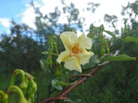 Plancia ëd Odontadenia hypoglauca (Stadelm.) Müll. Arg.