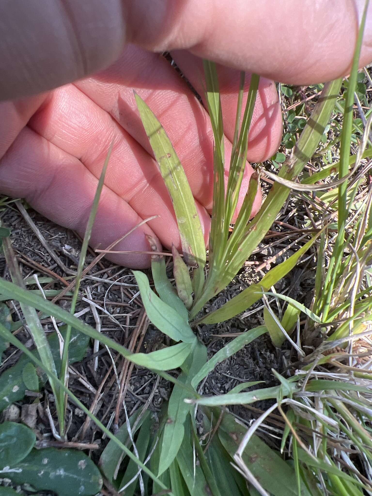 Image of Freesia sparrmanii (Thunb.) N. E. Br.