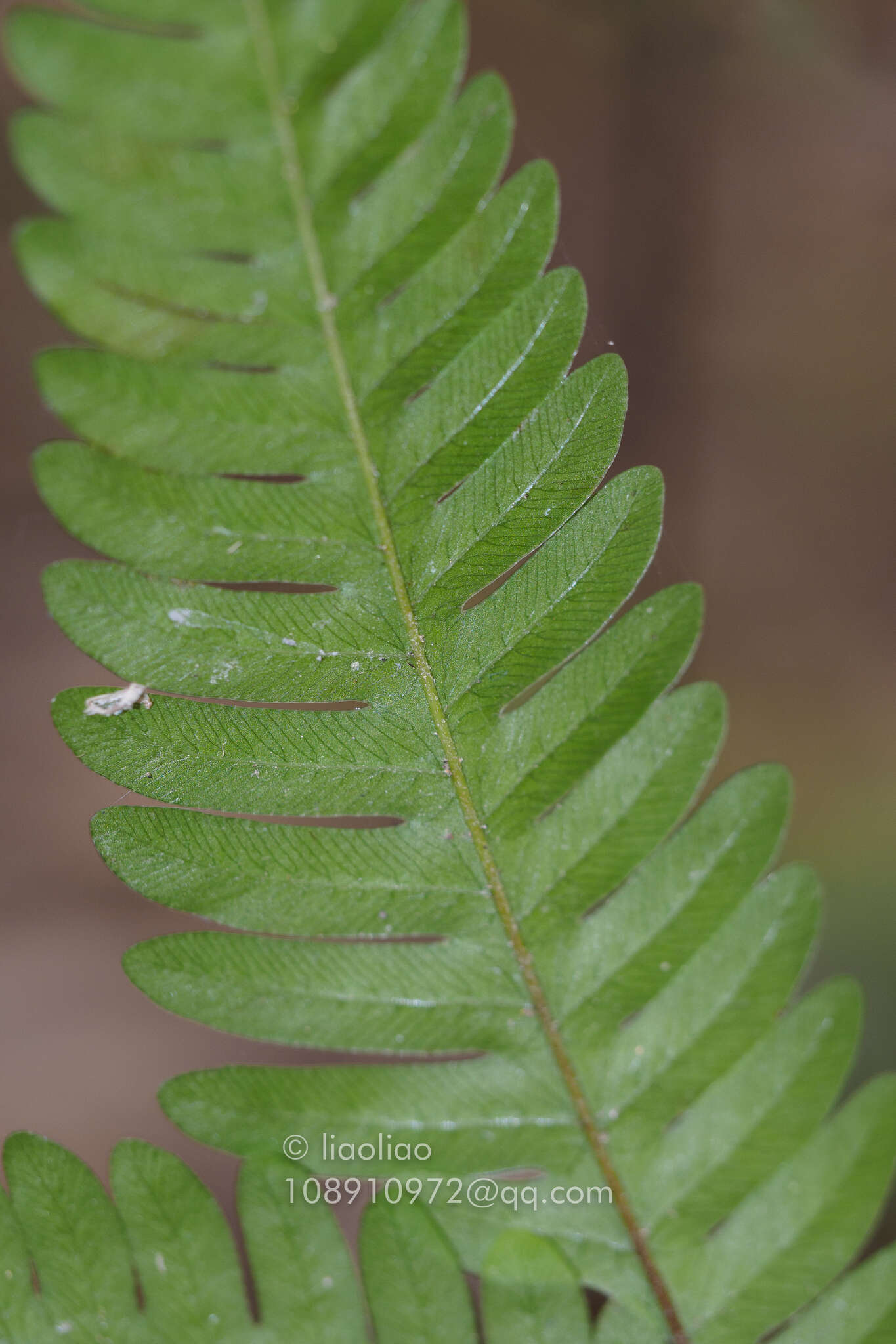 Plancia ëd Pteris khasiana subsp. fauriei (Hieron.) Fraser-Jenk.