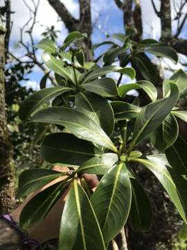 Image of forest wild coffee