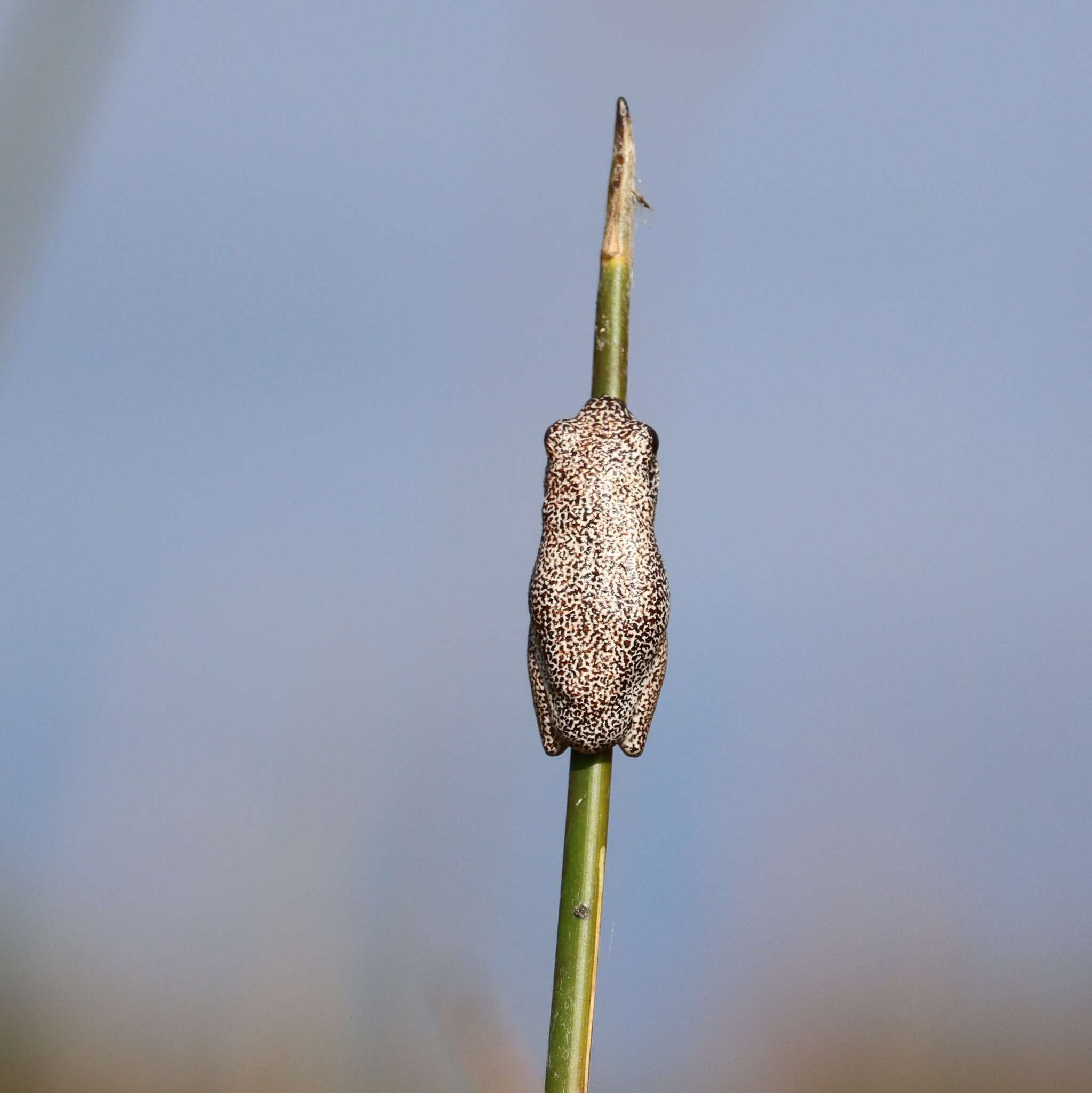 Image of Angolan Reed Frog