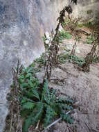 Image of Spear Thistle