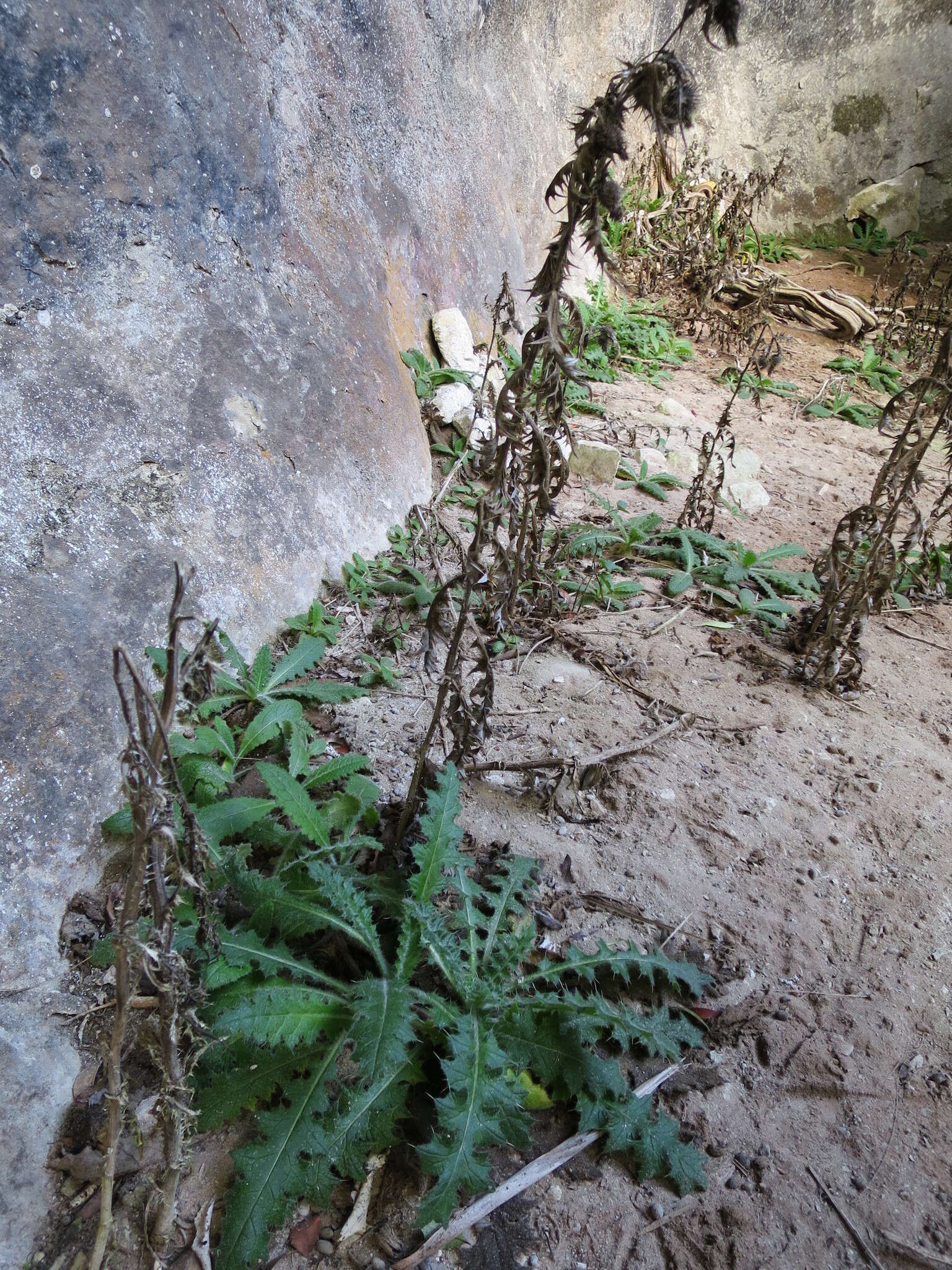 Image of Spear Thistle