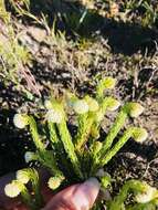 Image of Erica bruniifolia Salisb.