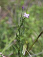 Image of Epilobium pyrricholophum Franch. & Sav.