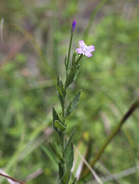 Imagem de Epilobium pyrricholophum Franch. & Sav.