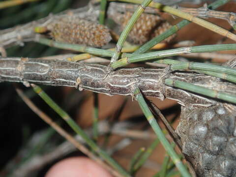 Image of Allocasuarina campestris (Diels) L. Johnson