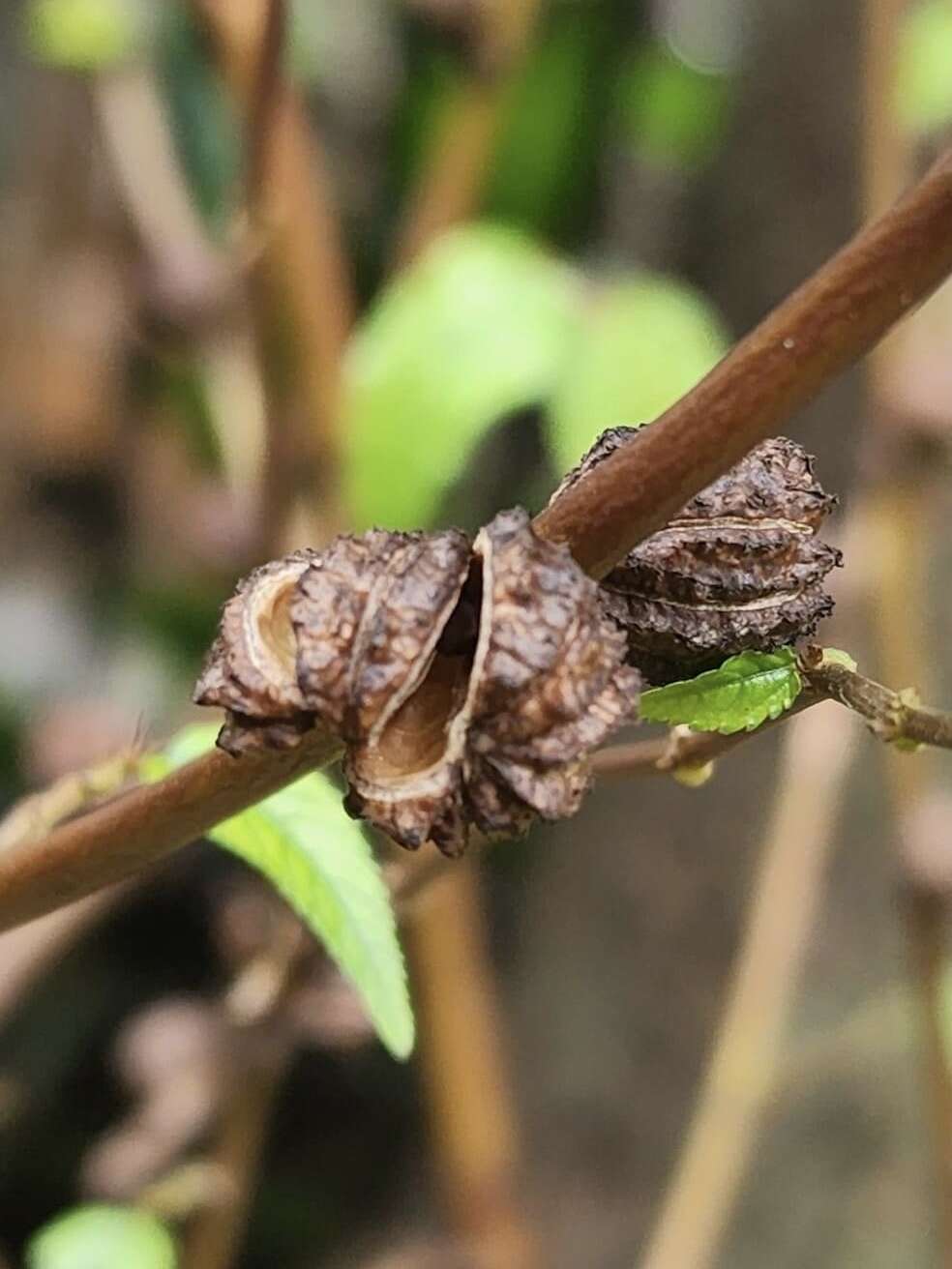 Imagem de Corchorus capsularis L.