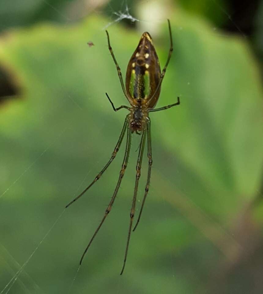 Leucauge undulata (Vinson 1863) resmi