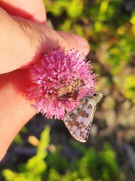 Image of large grizzled skipper