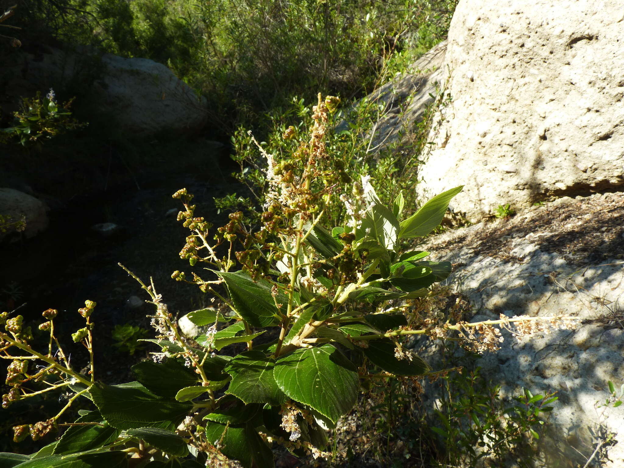 Image de Ceanothus arboreus Greene