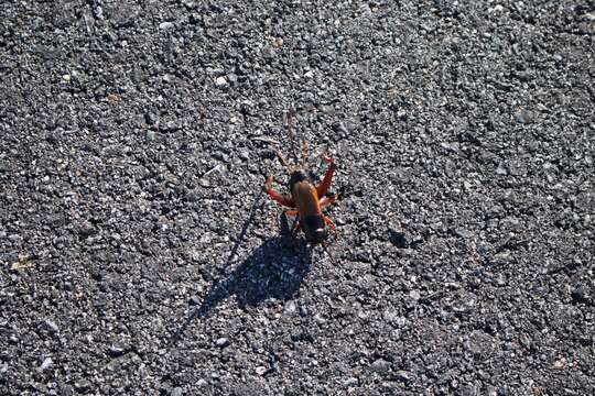 Image of Sand Field Cricket