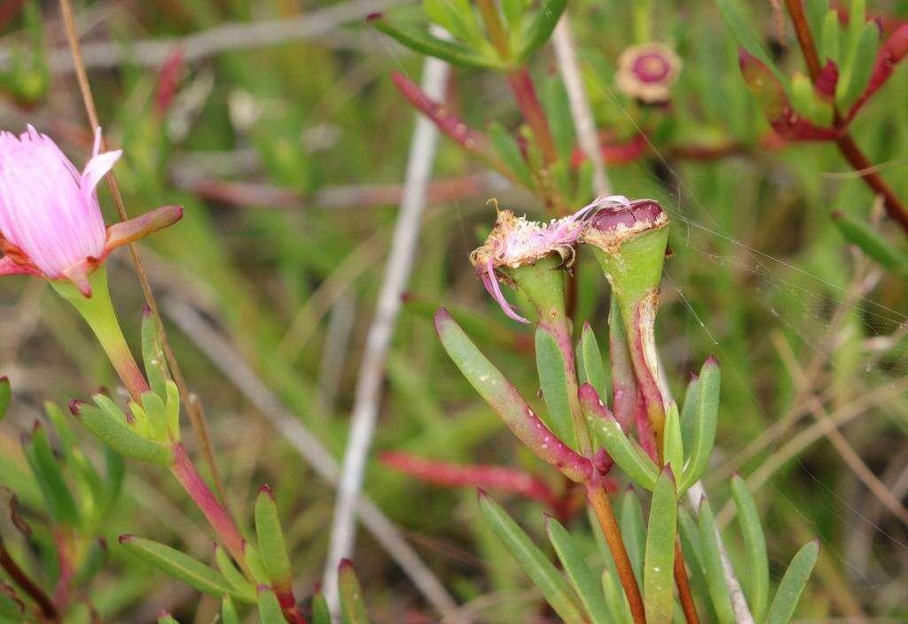Image of Lampranthus pauciflorus (L. Bol.) N. E. Br.