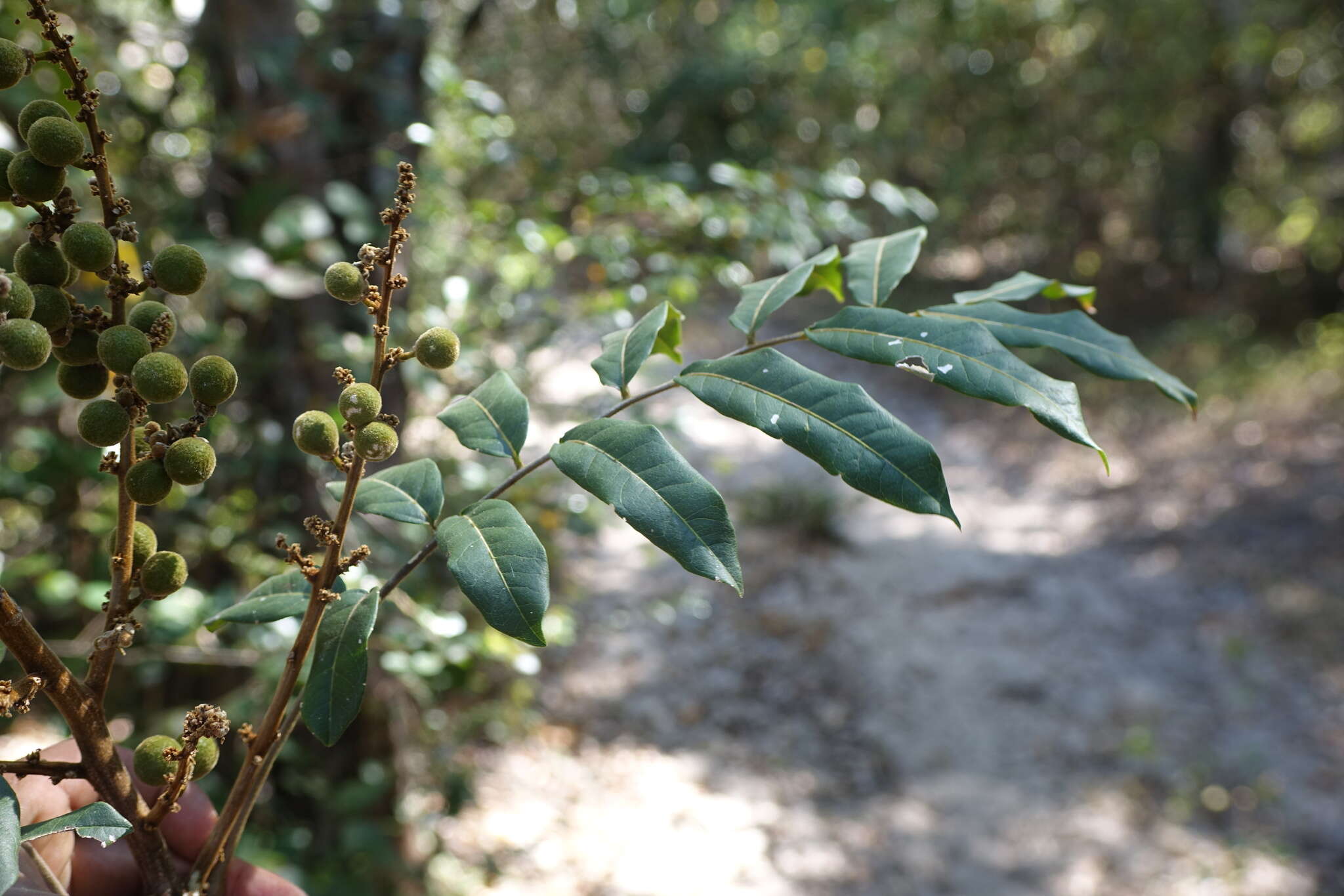 Image of Deinbollia borbonica Scheff.