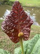 Coccoloba rugosa Desf. resmi