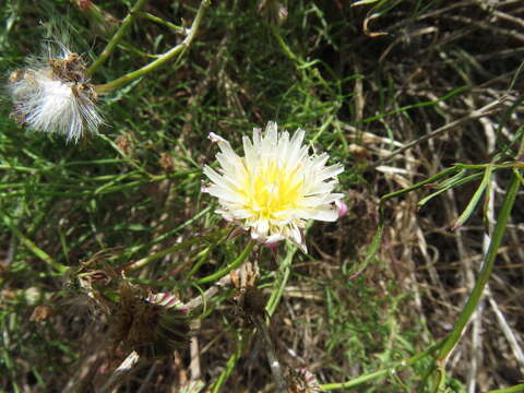 Image of cliff desertdandelion