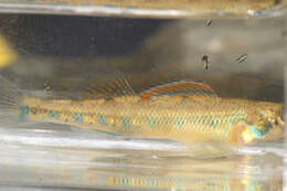 Plancia ëd Etheostoma gore Layman & Mayden 2012