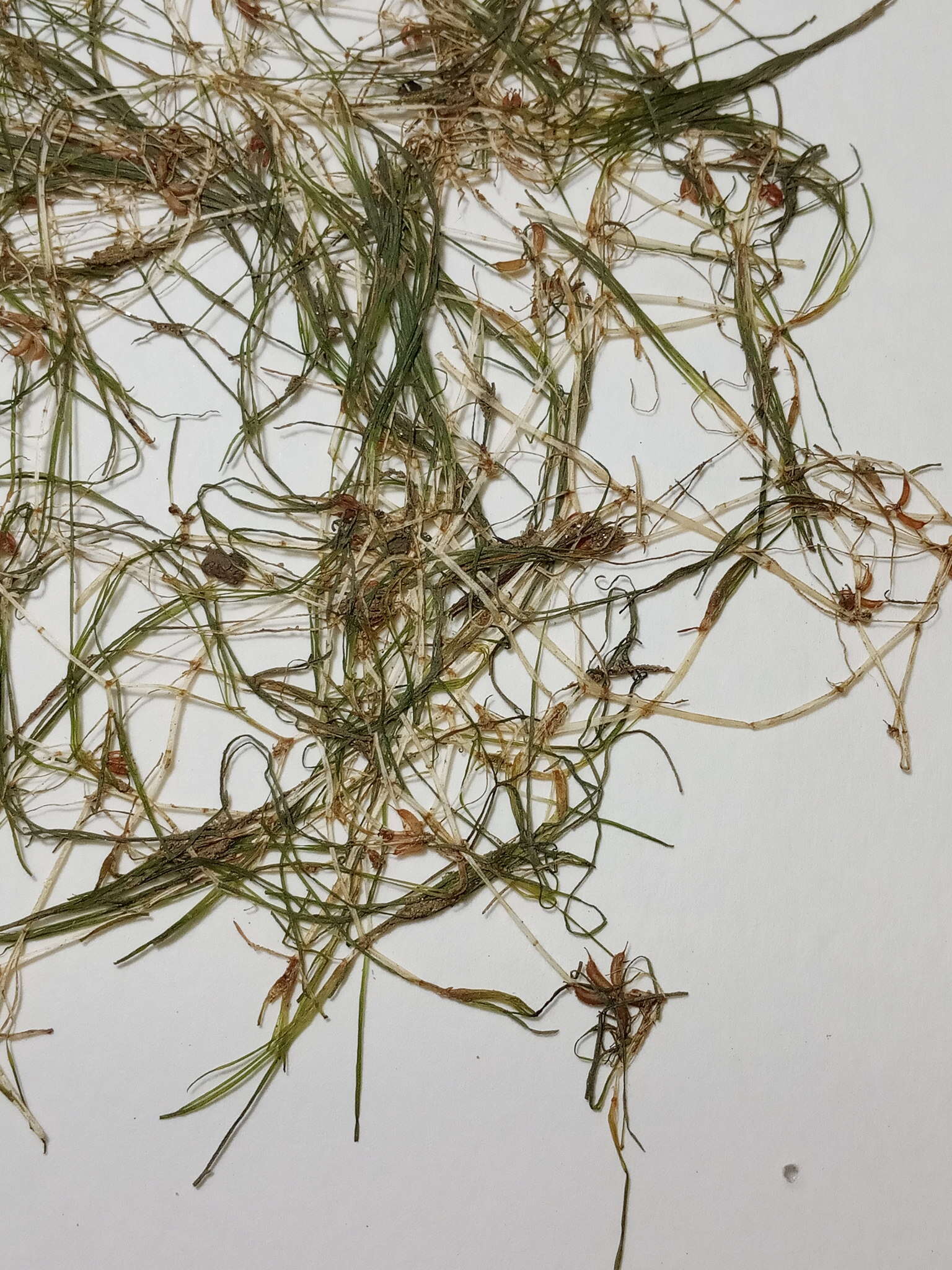 Image of horned pondweed