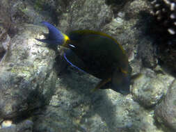 Image of Dussumier's Surgeonfish