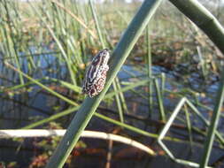 Image of Angolan Reed Frog