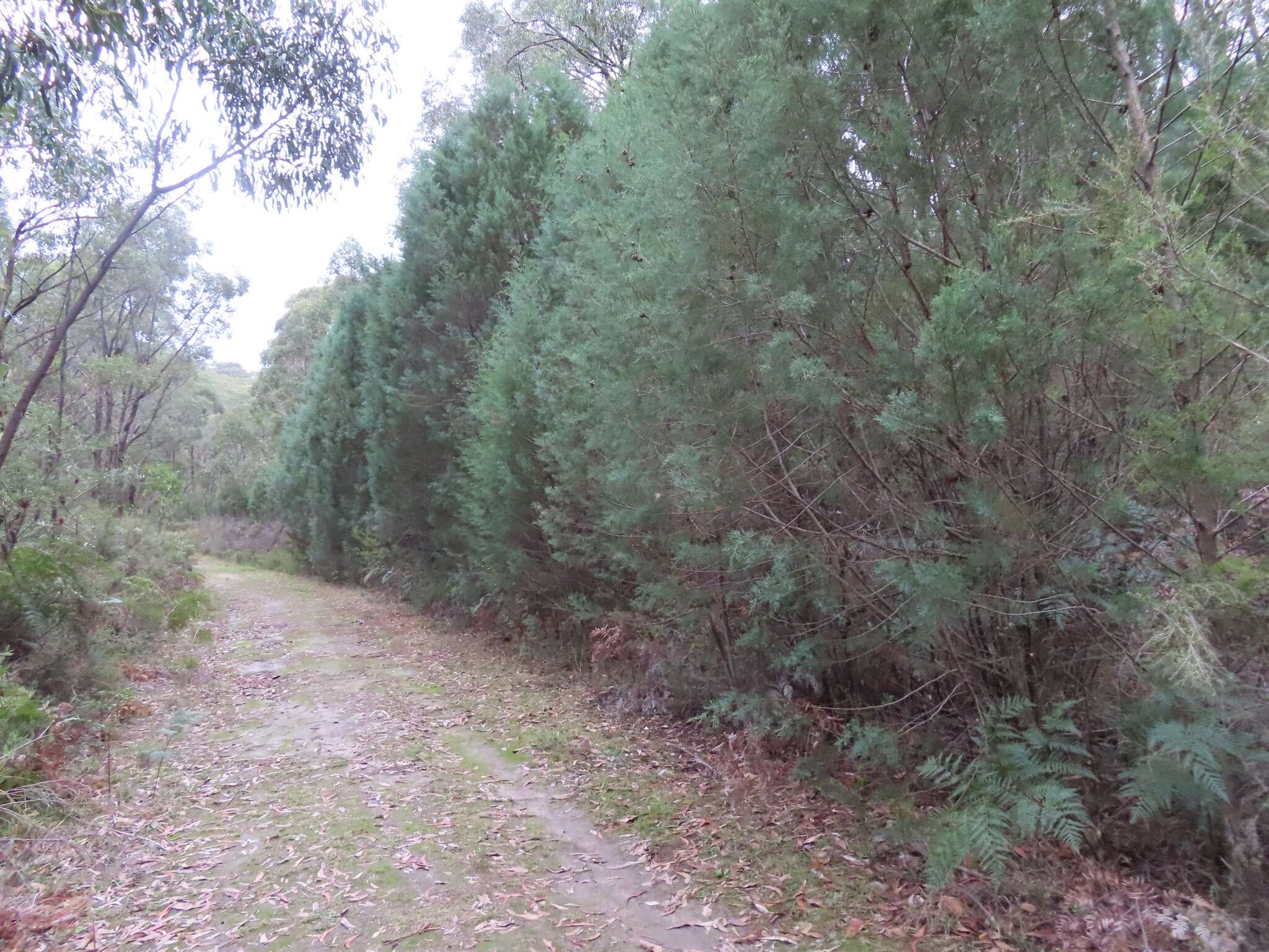 Image of Illawara Mountain Pine