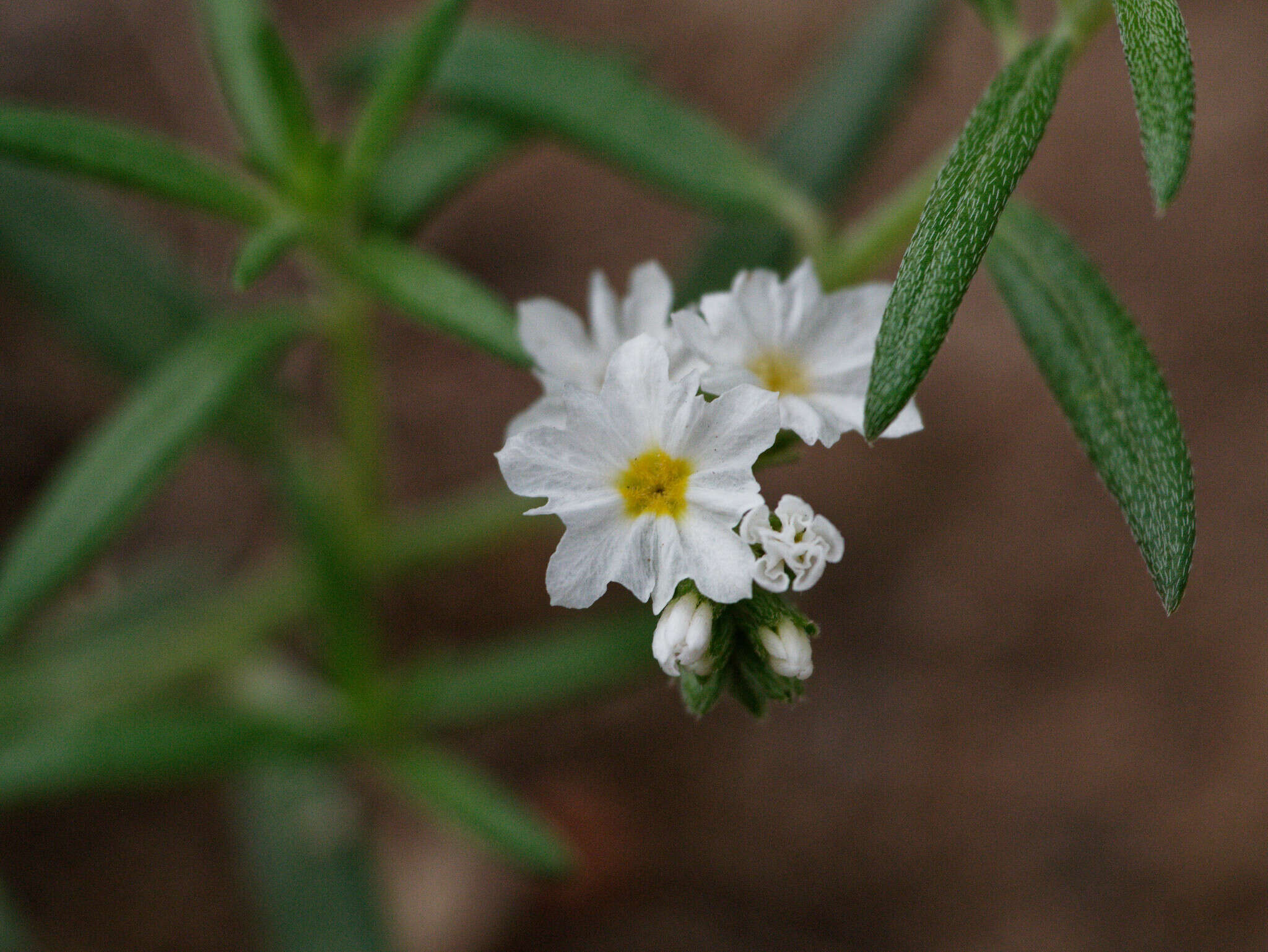 Image of Euploca mendocina (Phil.) Diane & Hilger