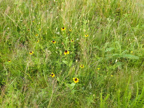 Image of Clasping-Coneflower