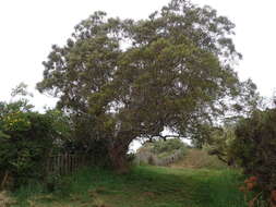 Слика од Acacia heterophylla (Lam.) Willd.